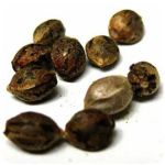 Семена марихуаны АК-47  (Seeds AK-47) в Опочке